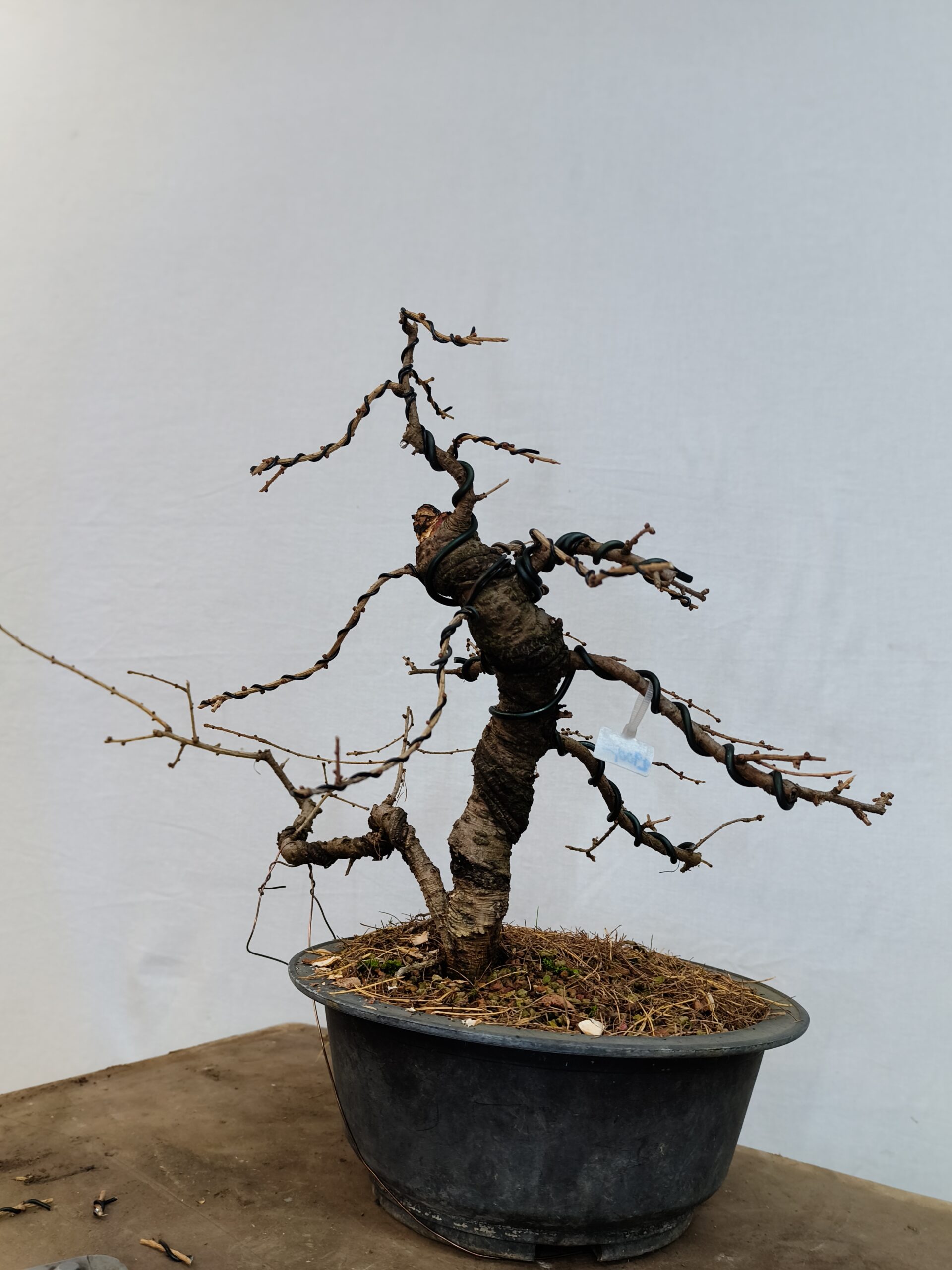 Modřín dahurský - Larix gmelinii