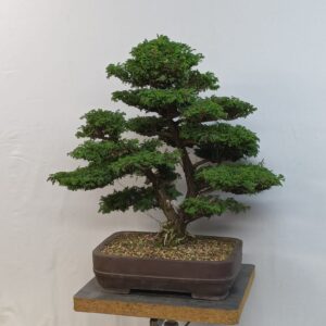 Chamaecyparis pisifera "Nana" - Cypříšek hrachonosný