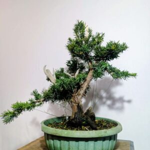 Tis červený- Taxus baccata