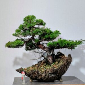 Juniperus chinensis Itoigawa- Jalovec čínský Itoigawa