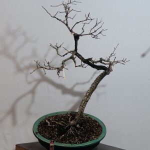 Caryopteris clandonensis - Ořechokřídlec clandonský