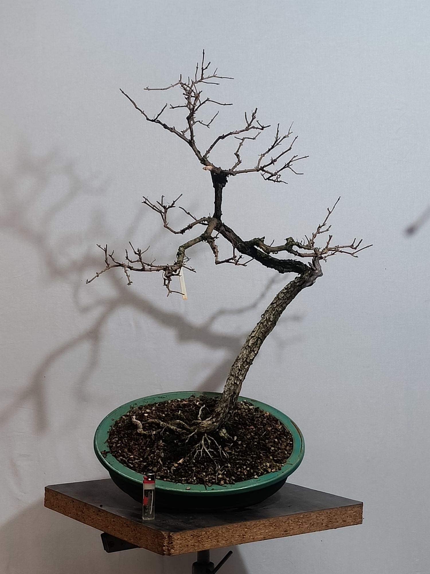 Caryopteris clandonensis - Ořechokřídlec clandonský