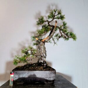 Borovice lesní - Pinus sylvestris