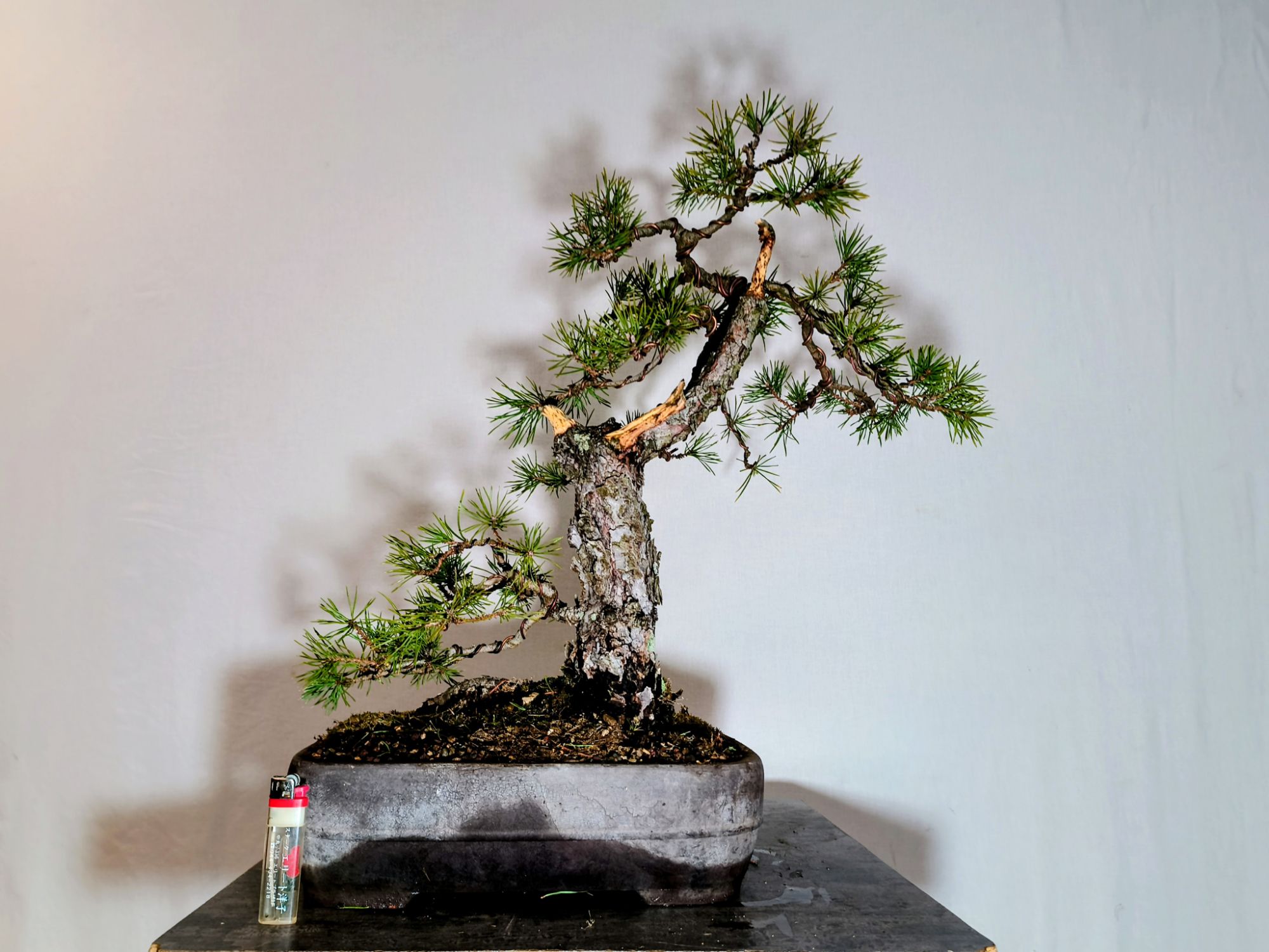 Borovice lesní - Pinus sylvestris