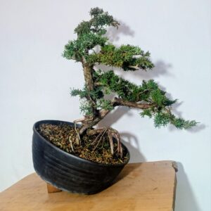 Jalovec čínský Shimpaku