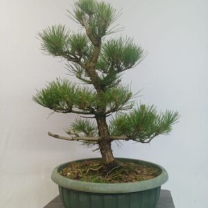 Pinus Thunbergii- Borovice thubergova